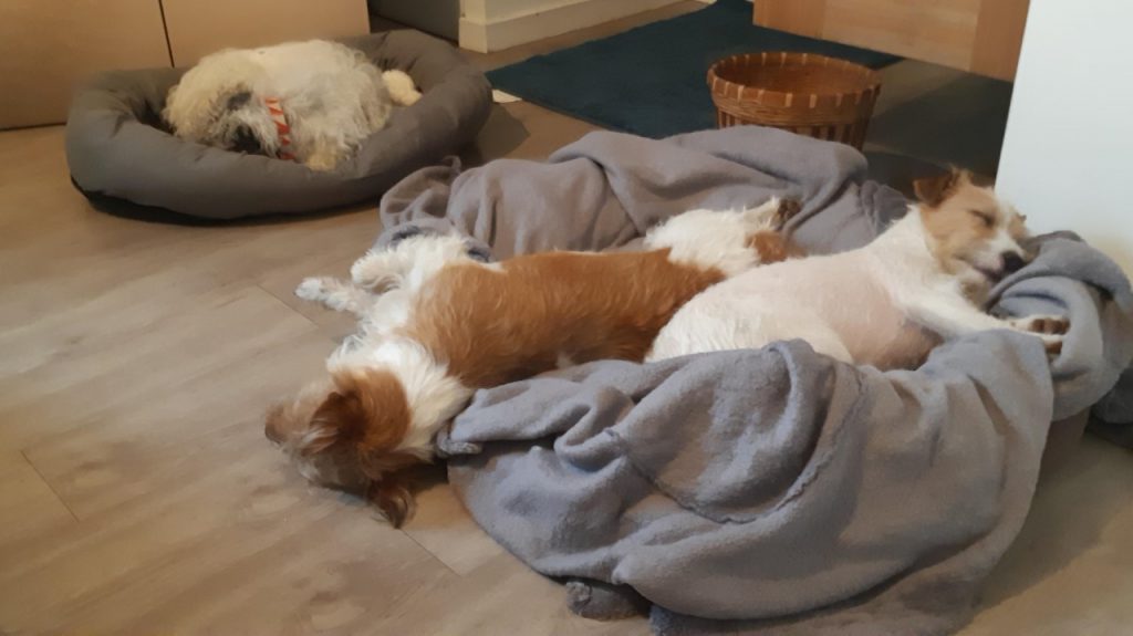 Les chiens se reposent tranquillement dans les paniers confortables de la pension. 