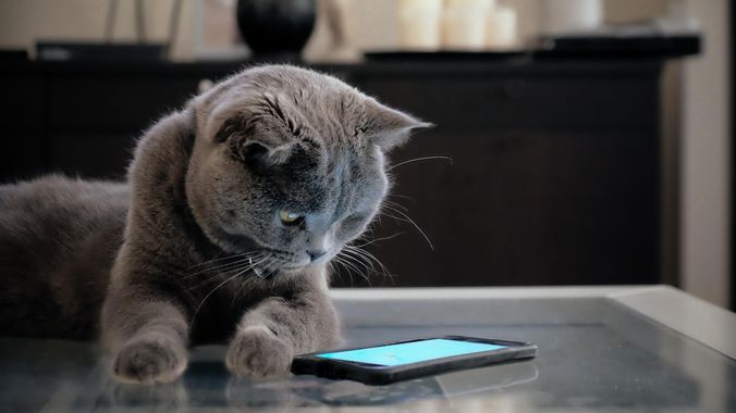 chat telephone a son maitre